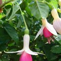 Fuchsia x 'Amelie Aubin'